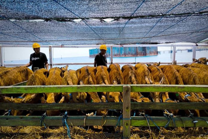 Baik Untuk Mulai Memelihara Ternak, Berikut Ala Ayuning Dewasa 16 Oktober 2025 1