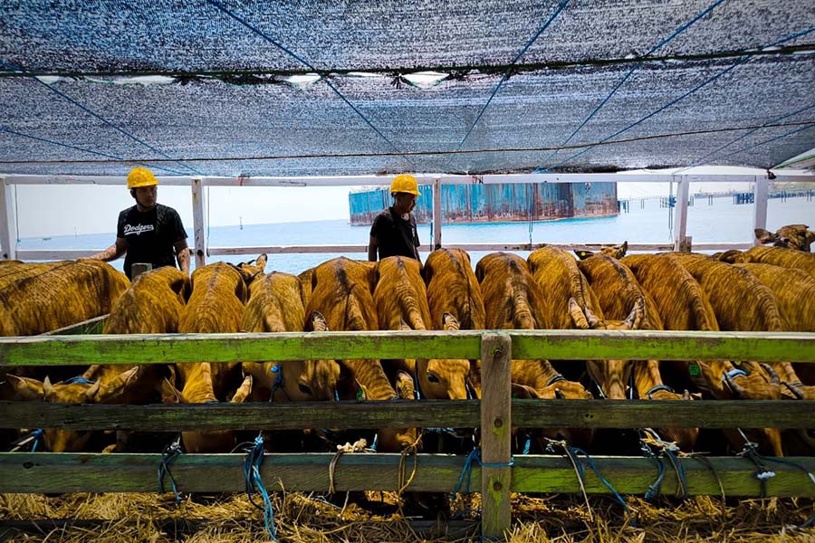 Tahun Ini Kuota Pengiriman Sapi Bali Alami Kenaikan, Lalu Lintas ...