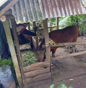 Cegah Zoonosis, Tabanan Masifkan Vaksinasi PMK dan Rabies