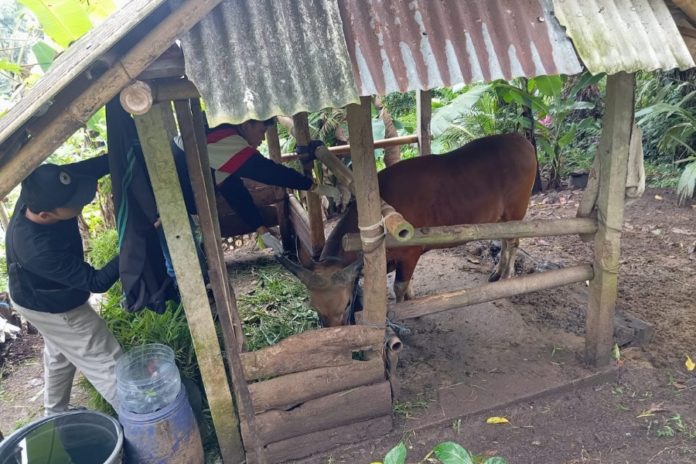 Cegah Zoonosis, Tabanan Masifkan Vaksinasi PMK Dan Rabies 1