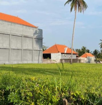 Dari Lumpur ke Beton: Kisah Petani dan Sawah di Ujung Waktu
