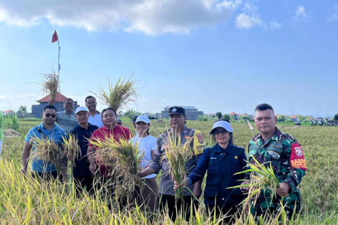Dukung Ketahanan Pangan Nasional, Bumdes Guwang Panen Perdana Padi Organik Seluas 12 Are 1