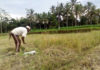 Tidak Baik untuk Membajak Sawah, Berikut Ala Ayuning Dewasa 20 Juli 2026