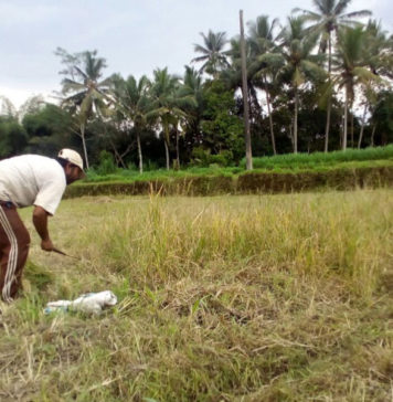 Tidak Baik untuk Membajak Sawah, Berikut Ala Ayuning Dewasa 20 Juli 2026