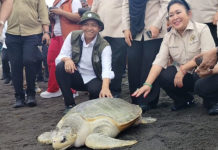 Jaga Kelestarian Satwa Laut, Menhut dan Komisi IV DPR RI Lepas Penyu dan Tukik di Gianyar