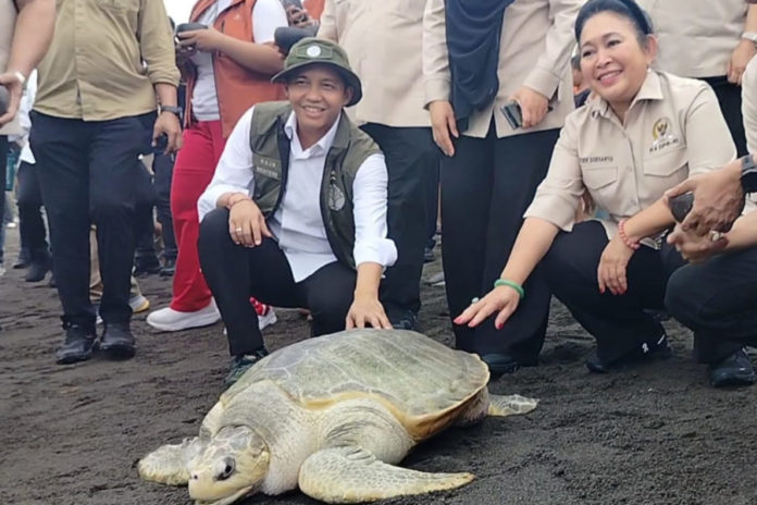 Menjaga Kelestarian Satwa Laut, Menhut Raja Juli Dan Komisi IV DPR RI Lepas Penyu Dan Tukik Di Gianyar 1