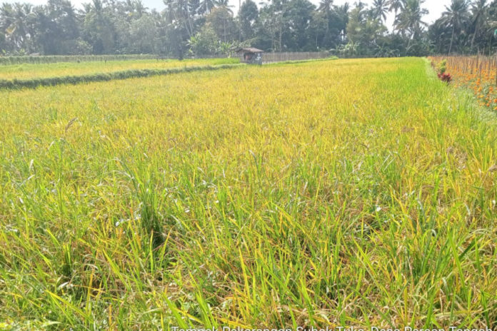 Serangan Tikus Meluas Di Tabanan, Segini Luas Sawah Dan Ladang Terdampak 1