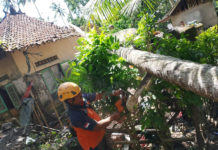 Atap Rumah Warga Jungutan Rusak Tertimpa Pohon