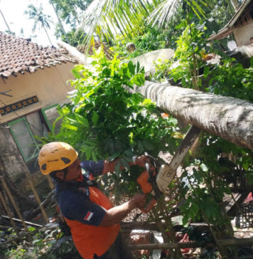 Atap Rumah Warga Jungutan Rusak Tertimpa Pohon