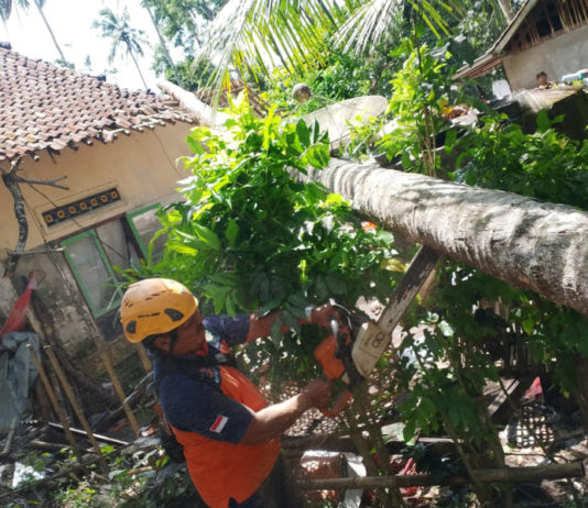 Atap Rumah Warga Jungutan Rusak Tertimpa Pohon