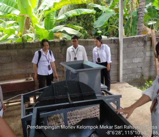 Budidaya Porang Bengkala Tembus Pasar Asia – eropa