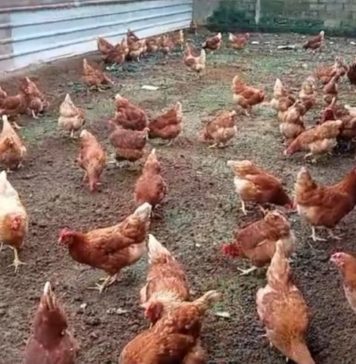 Diburu Hotel, Produksi Telur Ayam Bahagia Masih Terbatas