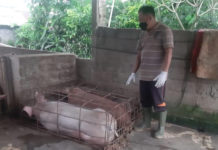 Dinas PKP Bangli Pastikan Daging Babi Aman untuk Galungan