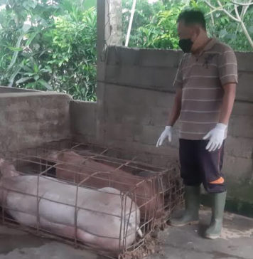 Dinas PKP Bangli Pastikan Daging Babi Aman untuk Galungan