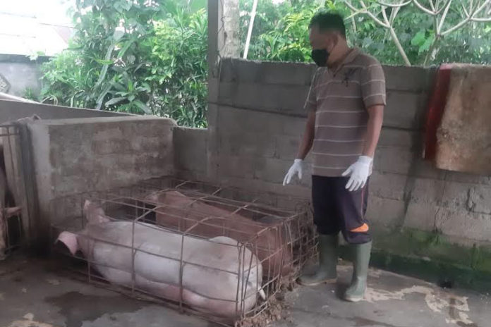 Dinas PKP Bangli Pastikan Daging Babi Aman Untuk Galungan 1