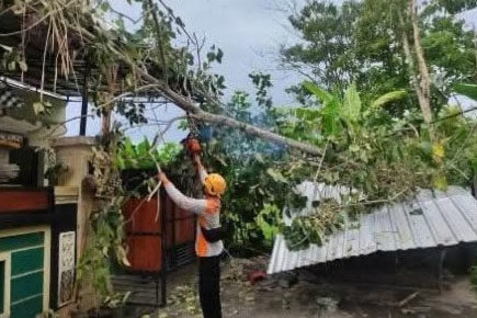 Hujan Deras Akibatkan Pohon Timpa Kabel Listrik di Karangasem