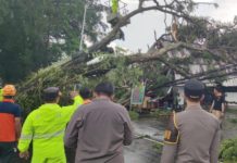 Hujan Lebat Disertai Angin Kencang, Dua Pohon Melintang di Jalan Raya Denpasar-Singaraja Mengwi