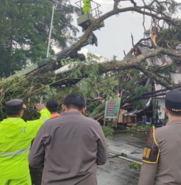 Hujan Lebat Disertai Angin Kencang, Dua Pohon Melintang di Jalan Raya Denpasar-Singaraja Mengwi