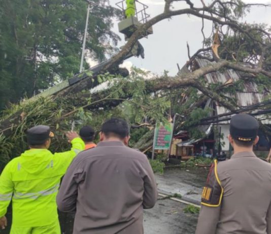 Hujan Lebat Disertai Angin Kencang, Dua Pohon Melintang di Jalan Raya Denpasar-Singaraja Mengwi