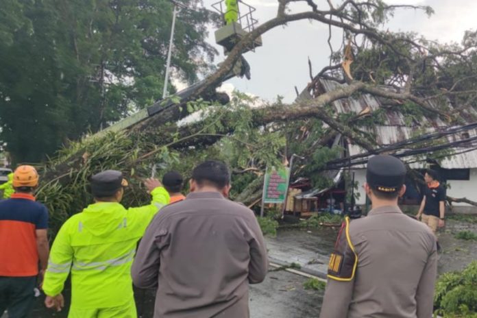 Hujan Lebat Disertai Angin Kencang, Pohon Melintang Di Jalan Raya Denpasar Singaraja Mengwi 1