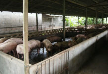 Jelang Galungan, Pasokan Babi di Gianyar Dipastikan Mencukupi