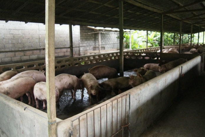 Jelang Galungan, Pasokan Babi Di Gianyar Dipastikan Mencukupi 1