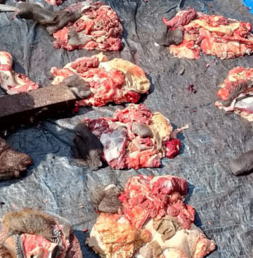 Jelang Galungan, Krama Pandak Gede Gelar Tradisi Sembelih 8 Ekor Kebo