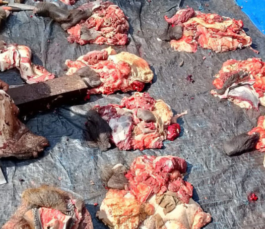 Jelang Galungan, Krama Pandak Gede Gelar Tradisi Sembelih 8 Ekor Kebo