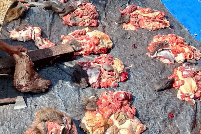 Jelang Galungan, Semblih Kebo, Pandak Gede, Tradisi 1