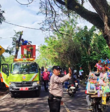 Memasuki Musim Hujan, Dewan Minta DLH Pangkas Ranting Pohon Perindang