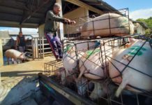 Pemotongan Babi di RPH Meningkat Jelang Galungan, Segini Harganya