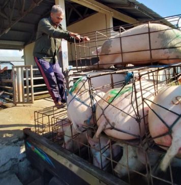 Pemotongan Babi di RPH Meningkat Jelang Galungan, Segini Harganya