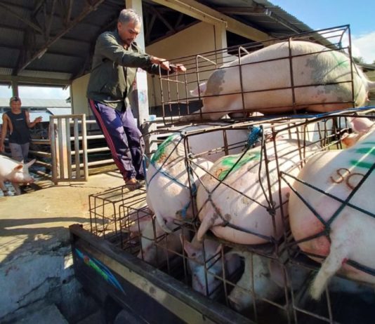 Pemotongan Babi di RPH Meningkat Jelang Galungan, Segini Harganya