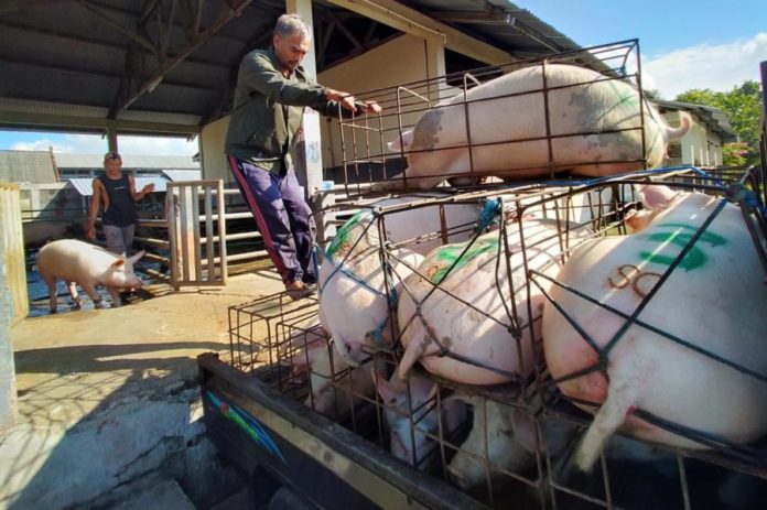 Pemotongan Babi Di RPH Meningkat Jelang Galungan, Segini Harganya 1