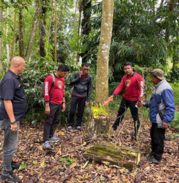Perusakan Hutan di Kintamani, Tiga Warga Desa Pengejaran Diamankan Polisi
