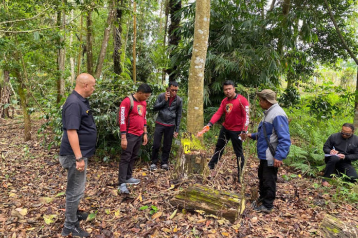 Perusakan Hutan Di Kintamani, Tiga Warga Desa Pengejaran Diamankan Polisi 1