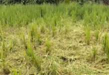 Petani Subak Pujung Kaja Tiga Kali Gagal Panen