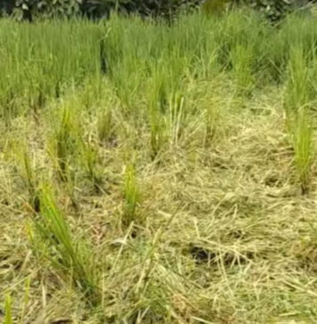 Petani Subak Pujung Kaja Tiga Kali Gagal Panen