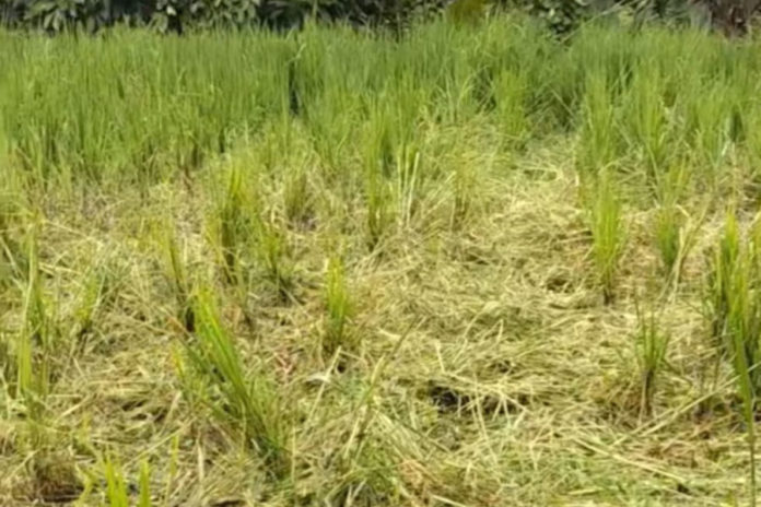 Petani Subak Pujung Kaja Tiga Kali Gagal Panen 1