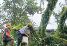 Pohon Mangga Timpa Rumah Kontrakan di Perumnas BB Agung