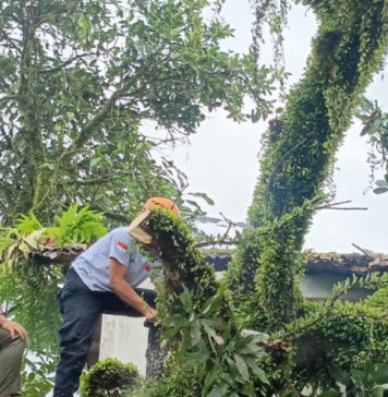 Pohon Mangga Timpa Rumah Kontrakan di Perumnas BB Agung