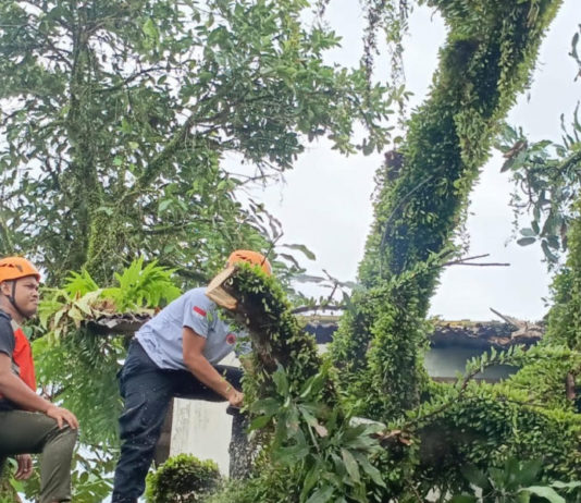 Pohon Mangga Timpa Rumah Kontrakan di Perumnas BB Agung