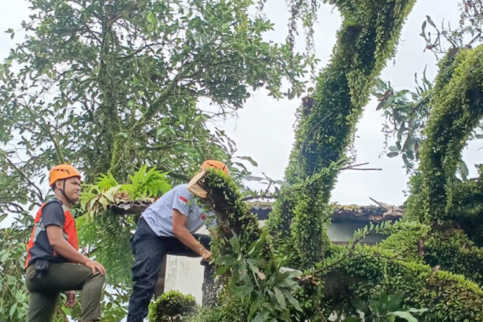 Pohon Mangga Timpa Rumah Kontrakan Di Perumnas BB Agung 1