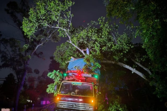Pohon Timpa Truk, Jalur Denpasar Gilimanuk, Timpa Truk Dan Lalu Lintas Tersendat 1