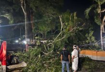 Pohon Tumbang saat Umat Sembahyang di Pura Segara Penataran Ped, 1 Korban Jiwa dan 5 Luka-luka