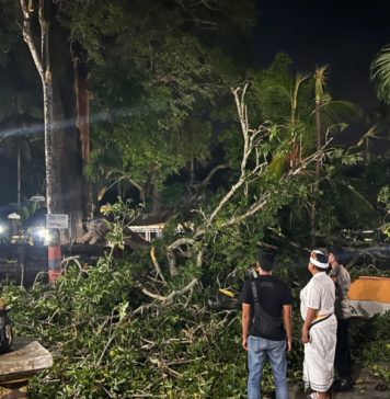 Pohon Tumbang saat Umat Sembahyang di Pura Segara Penataran Ped, 1 Korban Jiwa dan 5 Luka-luka