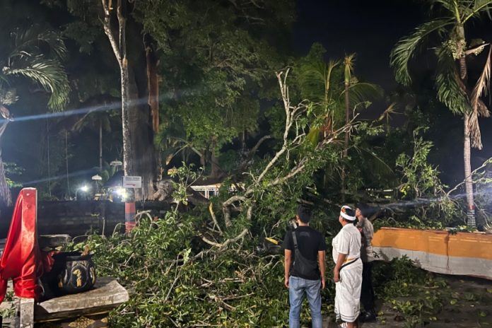 Pohon Tumbang Di Area Pura Penataran Ped Makan 1 Korban Jiwa Dan 5 Luka Luka 1