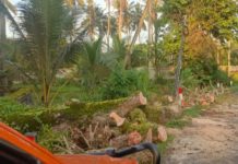 Pohon Tumbang Ganggu Arus Lalin Jalan Denpasar-Gilimanuk