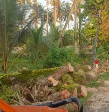 Pohon Tumbang Ganggu Arus Lalin Jalan Denpasar-Gilimanuk