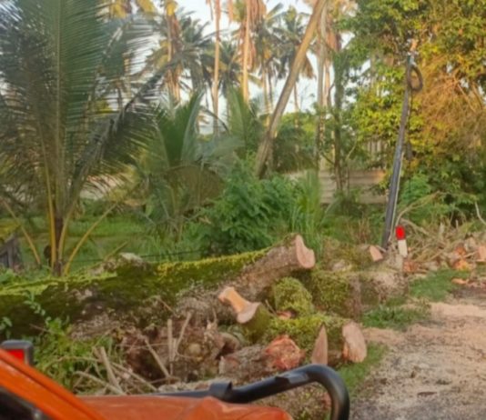 Pohon Tumbang Ganggu Arus Lalin Jalan Denpasar-Gilimanuk